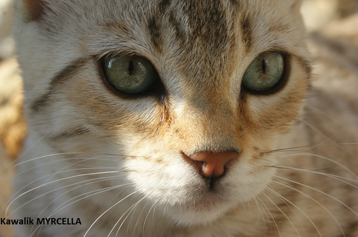 femelle bengal seal mink spotted